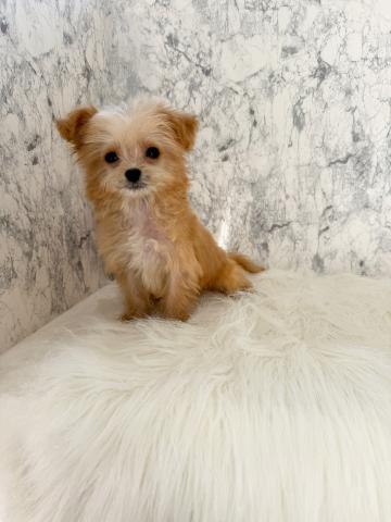 MIX☆ミニミニチワプー君☆