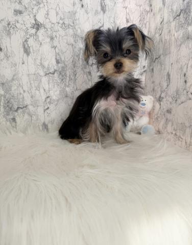 ヨークシャーテリア小柄な女の子🫶