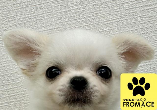 チワワ（ロングコート）