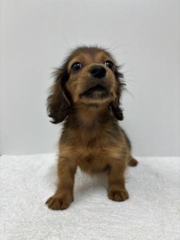 ミニチュアダックスフンド