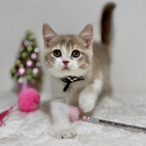 ふんわりカラーのマンチカン