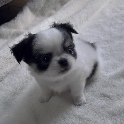 チワワ(ロングコート)