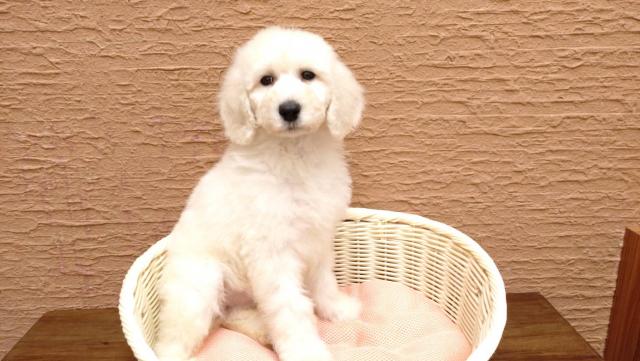 スタンダードプードル😘女の子😊橿原香久山店