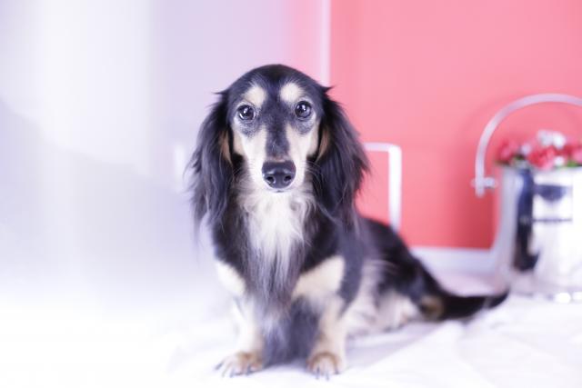 ミニチュアダックスフンド