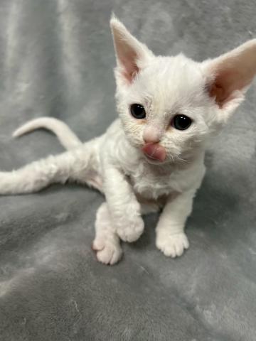 デボンレックス