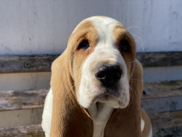 バセットハウンド