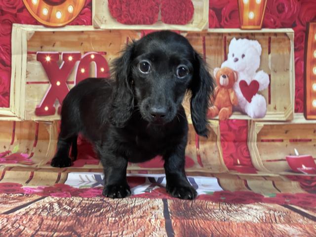 ミニチュアダックスフンド