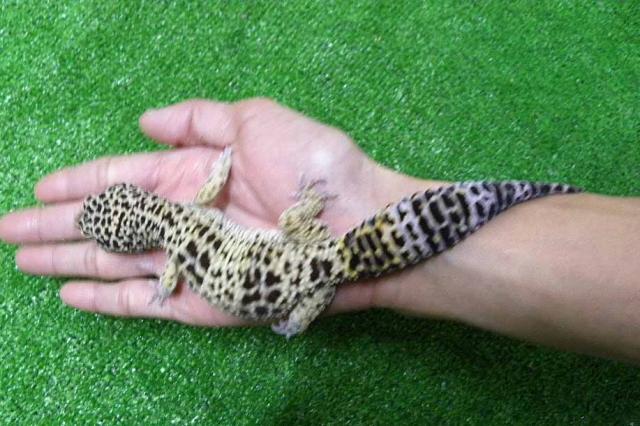 ヒョウモントカゲモドキ４匹セット