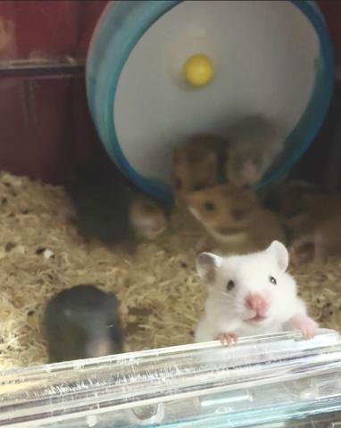 キンクマ&ゴールデンベビー多数☘️