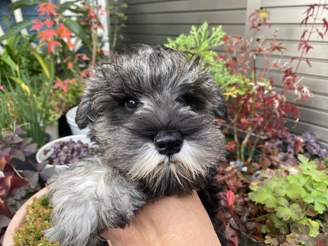 ミニチュアシュナウザー