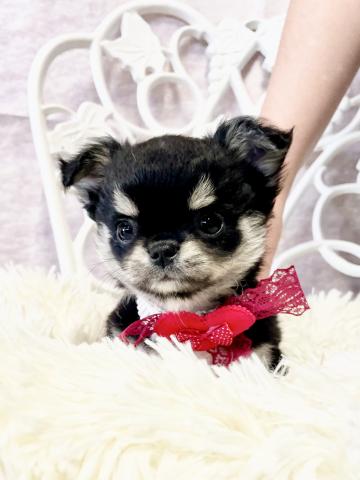 チワワ（ロングコート）