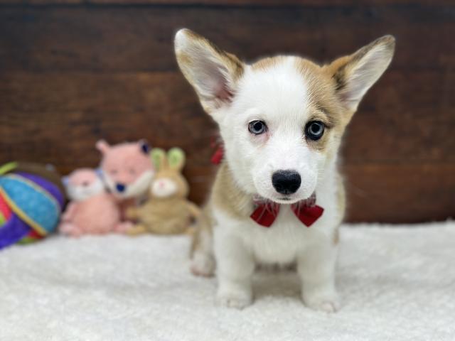 ウェルシュコーギーペンブローク