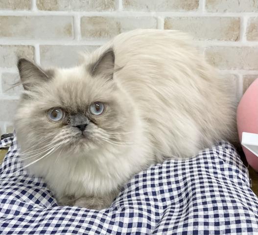 ペルシャ・ヒマラヤン