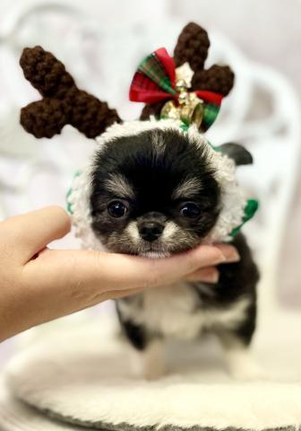 チワワ（ロングコート）