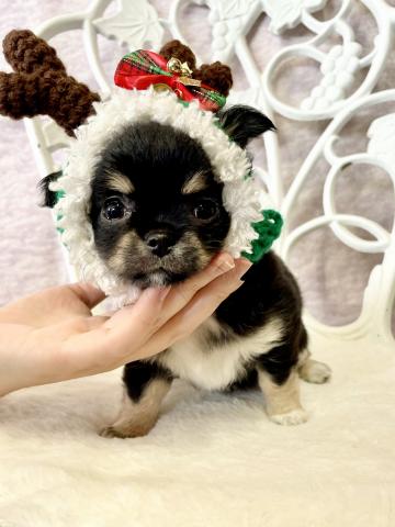 チワワ（ロングコート）