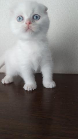 スコティッシュフォールド里親募集、諸経費20000円。