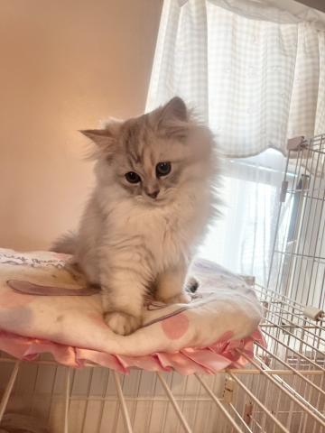 ミヌエット(旧ナポレオン)