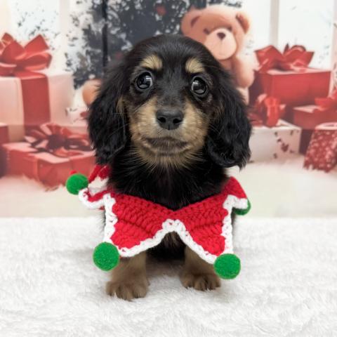 ミニチュアダックスフンド