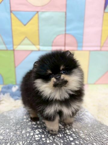ポメラニアン