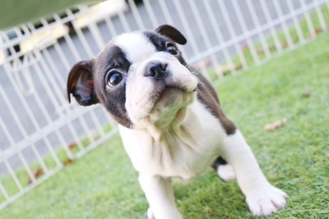 ボストンテリア