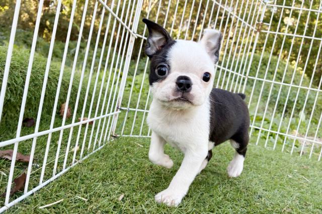 ボストンテリア