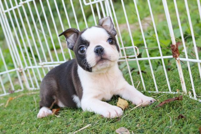 ボストンテリア