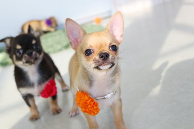 チワワ(スムースコート)