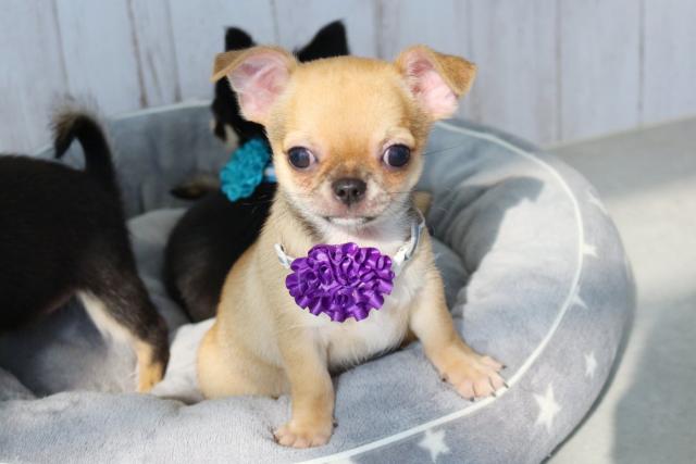 チワワ(スムースコート)