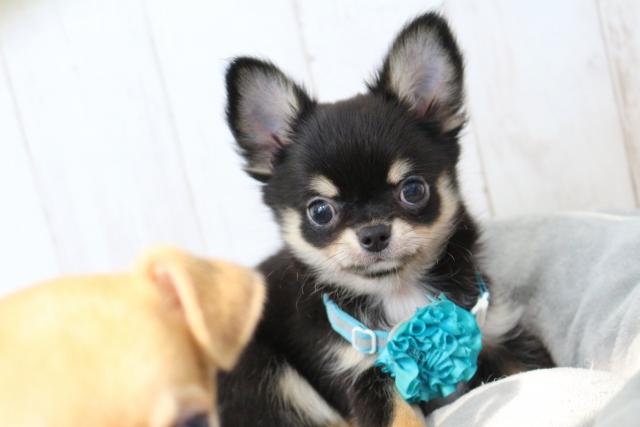 チワワ(ロングコート)