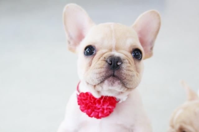 フレンチブルドッグ