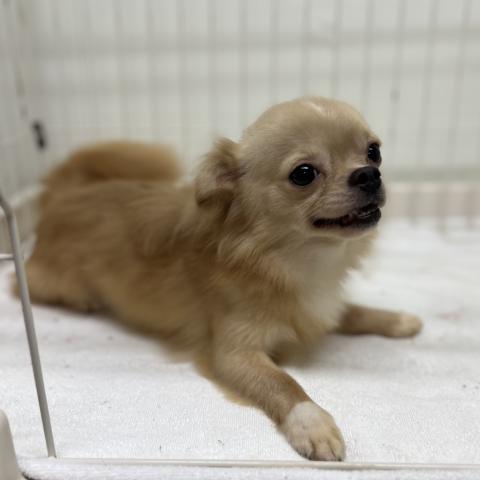 チワワ(ロングコート)