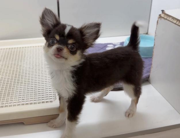 チワワ（ロングコート）