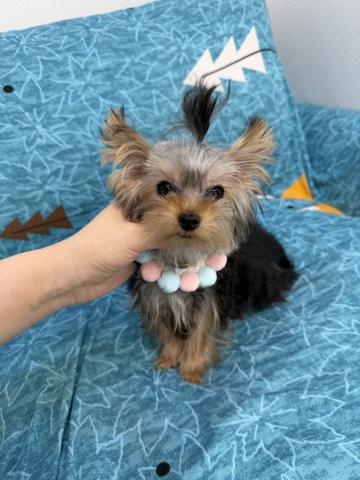 ヨークシャーテリア