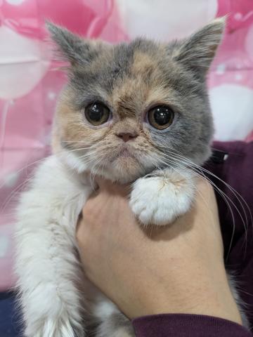 エキゾチックショートヘアー