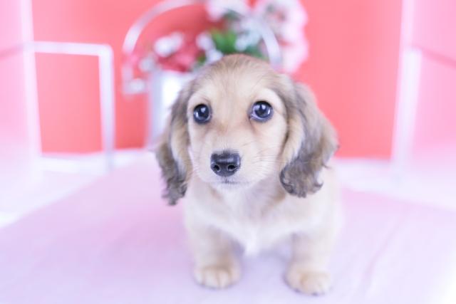 カニヘンダックスフンド ロング