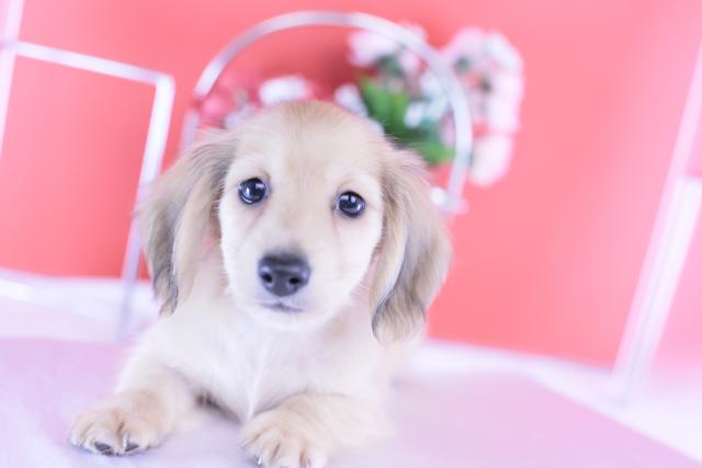 カニヘンダックスフンド　ロング