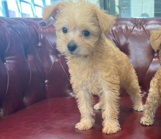 マルチーズ×トイプードル