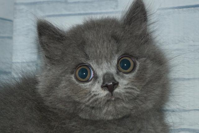 ブリティッシュロングヘアー　　（251005）