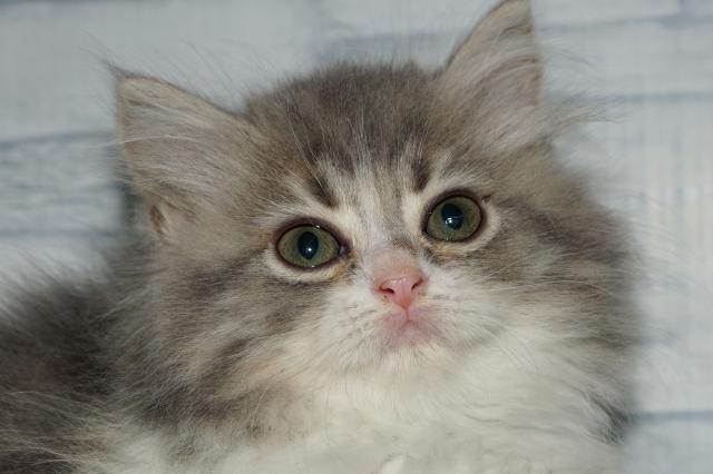 ラガマフィン(251008)