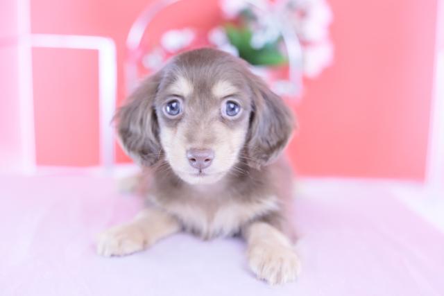 カニヘンダックスフンド ロング