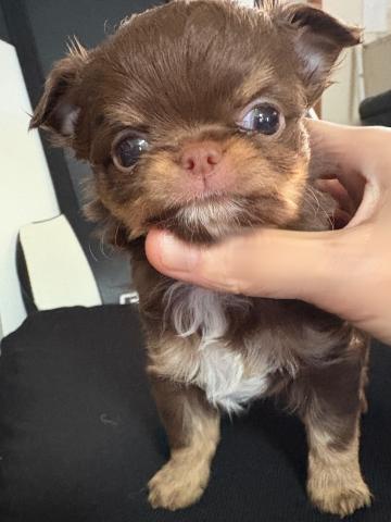 チワワ（ロングコート）