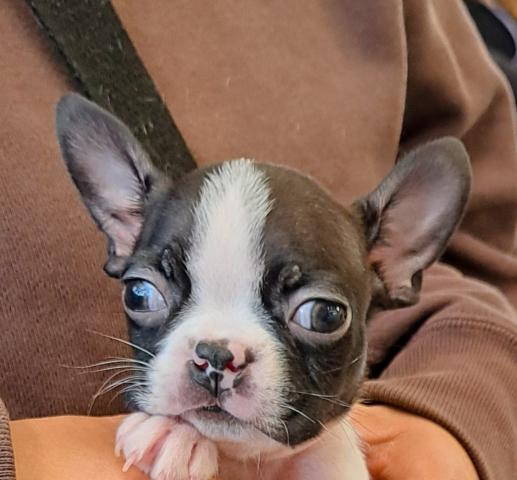 ボストンテリア