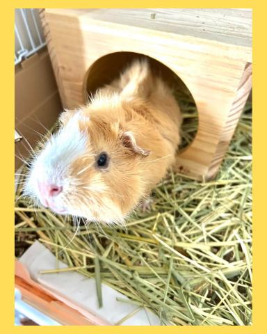 アビシニアン モルモット ☘️