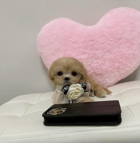 MIX🤍もちもち極小マルプーひめ🤍