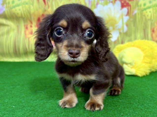 ミニチュアダックスフンド（ロングタイプ）