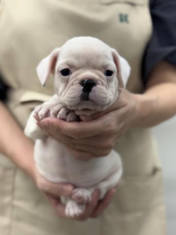 フレンチブルドッグ