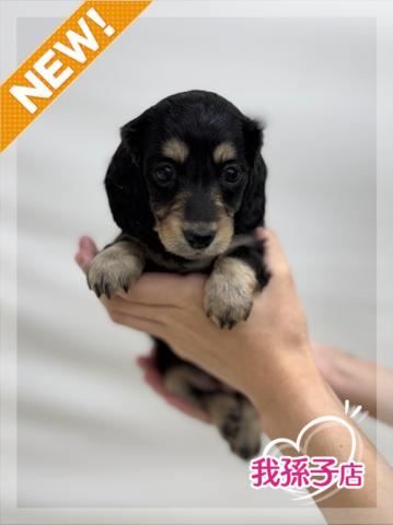 ミニチュアダックスフンド