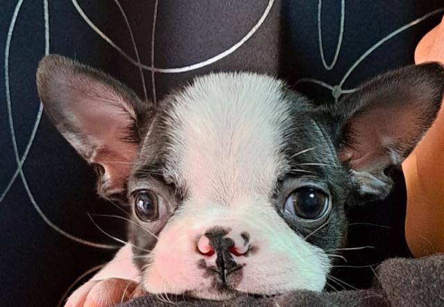 ボストンテリア