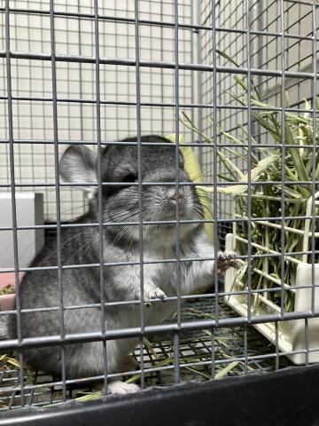 アンゴラキャリアチンチラ