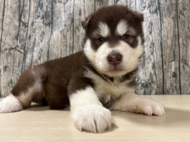 アラスカンマラミュート